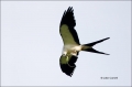 Swallow-tailed-Kite;Elanoides-forficatus;Kite;Birds-of-Prey;curved-beak;hunter;h